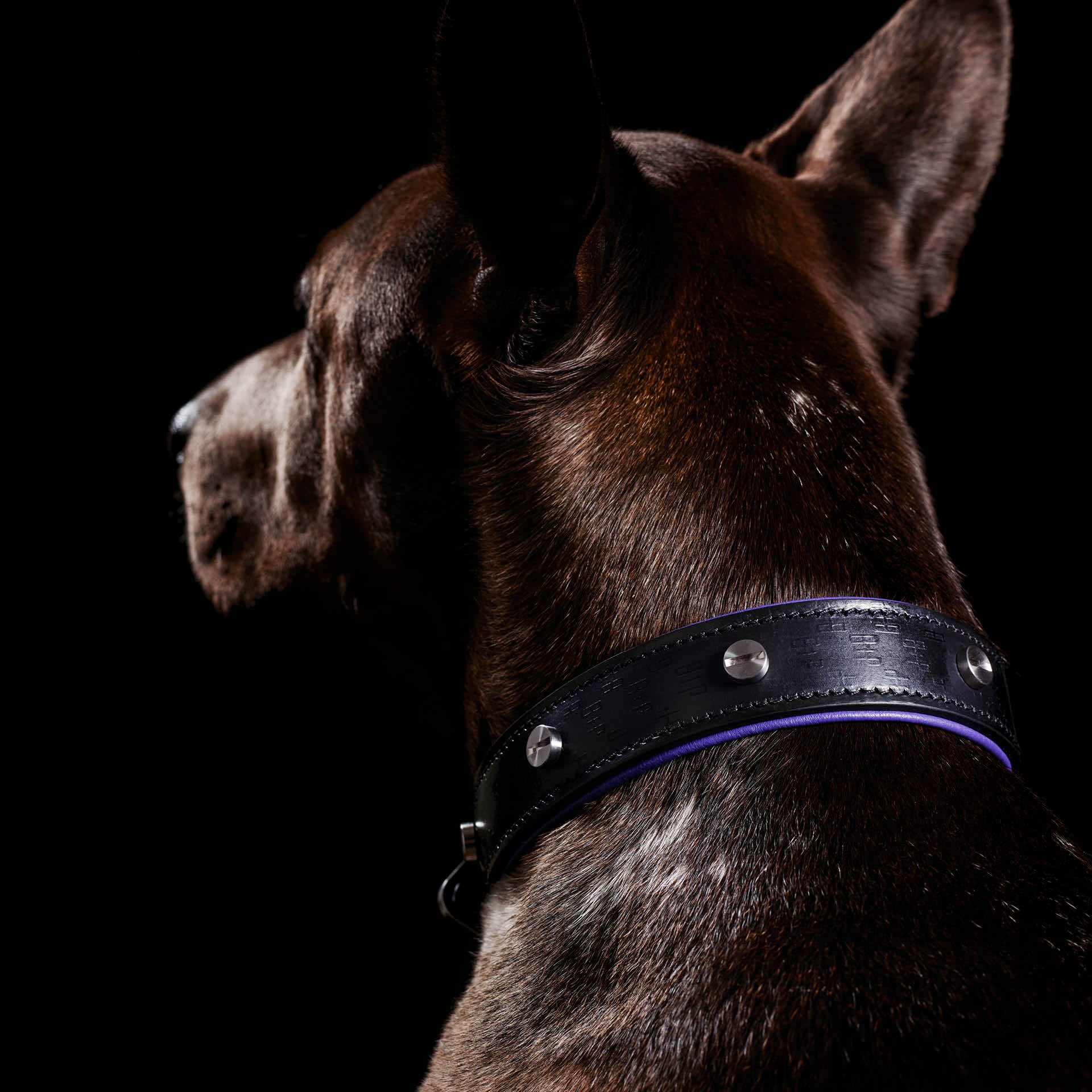 Dog Collar