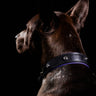 Upload the image to the Gallery viewer, Dog Collar
